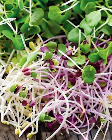 Spicy Sprouting Mix Samen (Lactuca sativa) – Bio-Sprossen-Samen einjährig