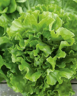 Endiviensamen Cichorium Endivia einjährig Batavian Green 2