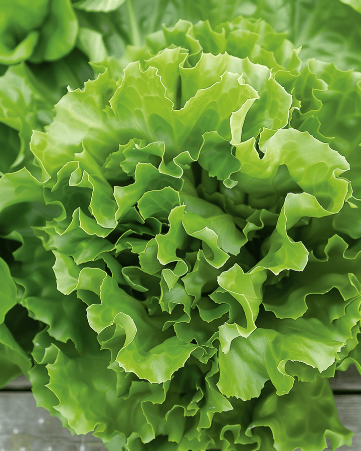 Endive Batavian Green 2 seeds (Cichorium endivia) – annual vegetable