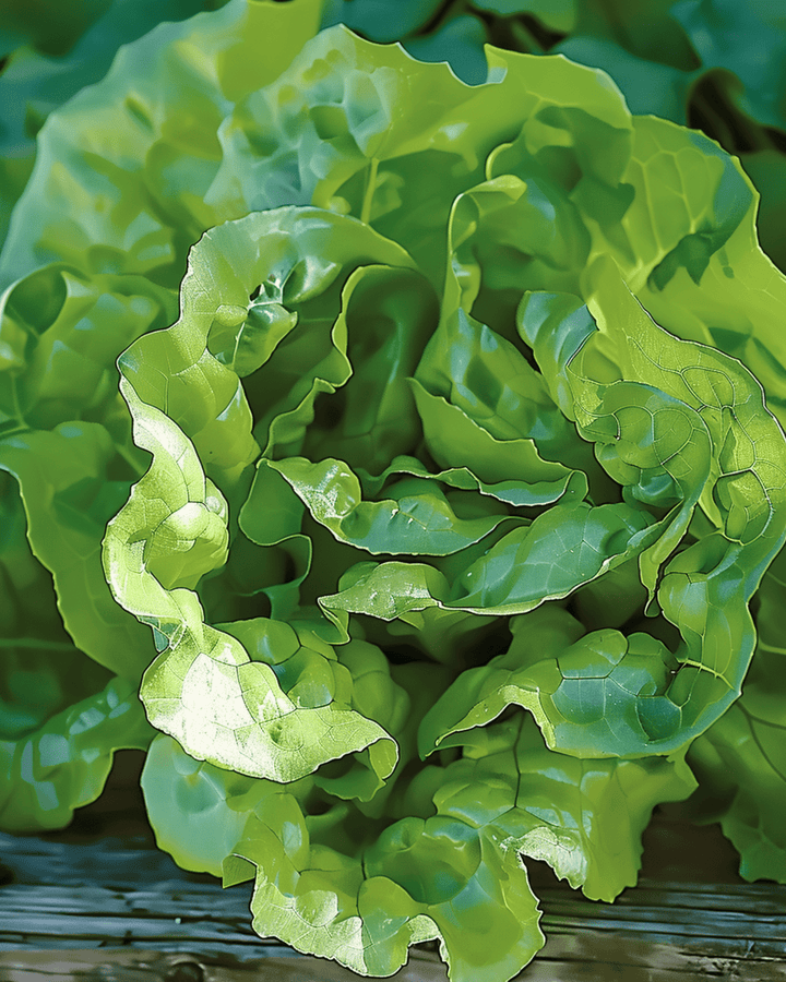 Salat Milan Pelleted Samen (Lactuca sativa) – einjähriges Gemüse