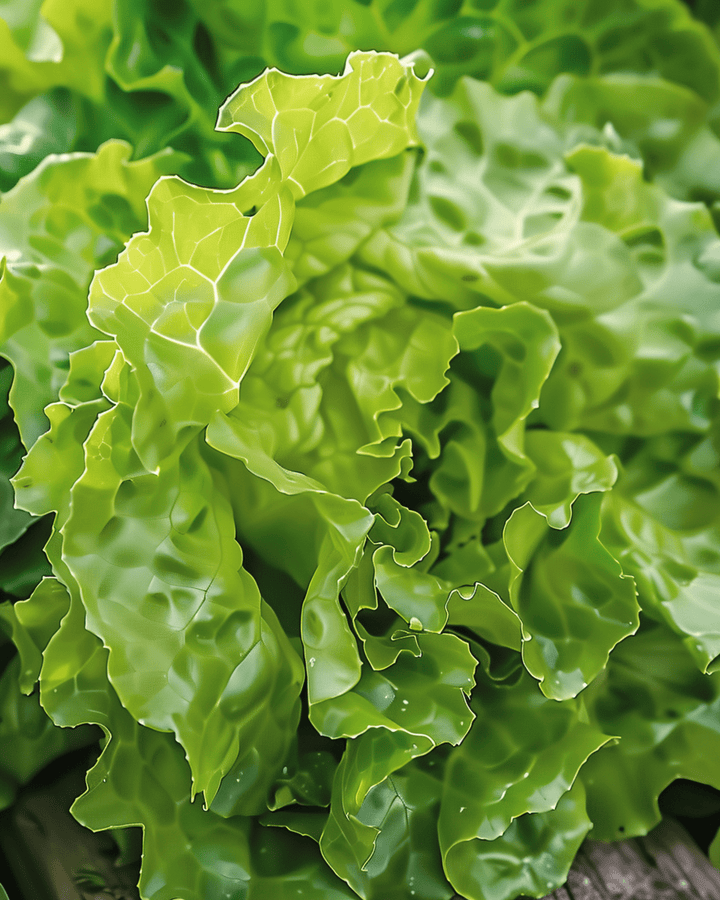 Lettuce Neckarreuzen Summer Diamond Pelleted seeds (Lactuca sativa) – annual vegetable