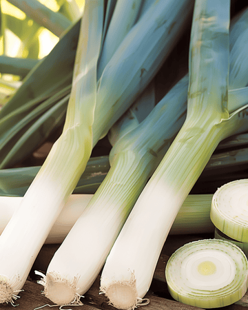 Porree Farinto Pelleted Winter Samen (Allium porrum) – einjähriges Gemüse