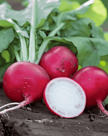 Radish Saxa 2 Pelleted seeds (Raphanus sativus) – annual vegetable