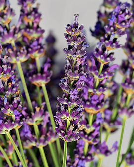 Lavender Seeds Lavandula Angustifolia Perennial Herb