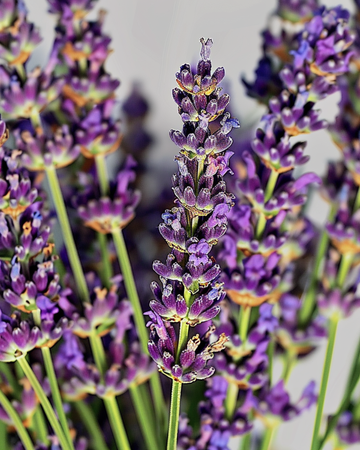 Lavendel-Samen (Lavandula angustifolia) – mehrjähriges Kraut