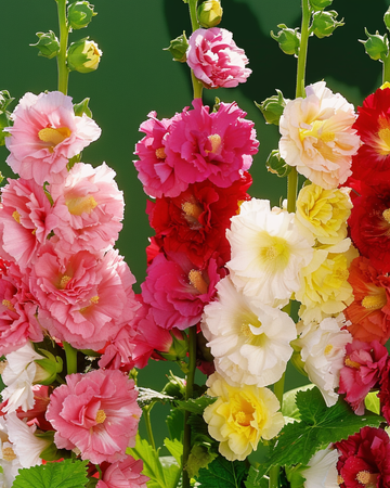Stockrose Doppia Multicolor Samen (Alcea rosea) – mehrjährige Sortenmischung