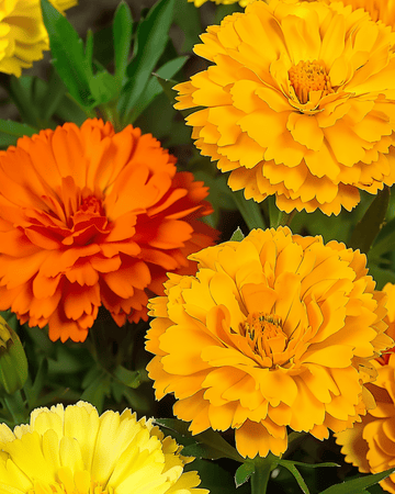 Doppia Fiesta Multicolor seeds (Calendula officinalis) – annual