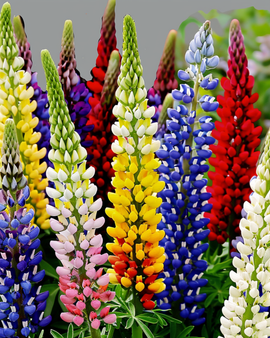 Lupin Seeds Lupinus Hartwegii Multicolor Perennial Mix 120cm