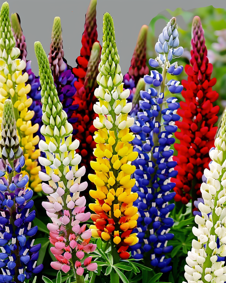 Lupine Multicolor 120cm Samen (Lupinus hartwegii) – mehrjährige Sortenmischung