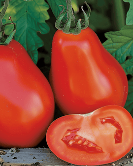 Tomato Seeds Scatolone Solanum Lycopersicum Roma Type Vegetable