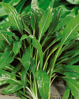 Krähenfuß-Wegerich Samen Plantago Coronopus Kraut