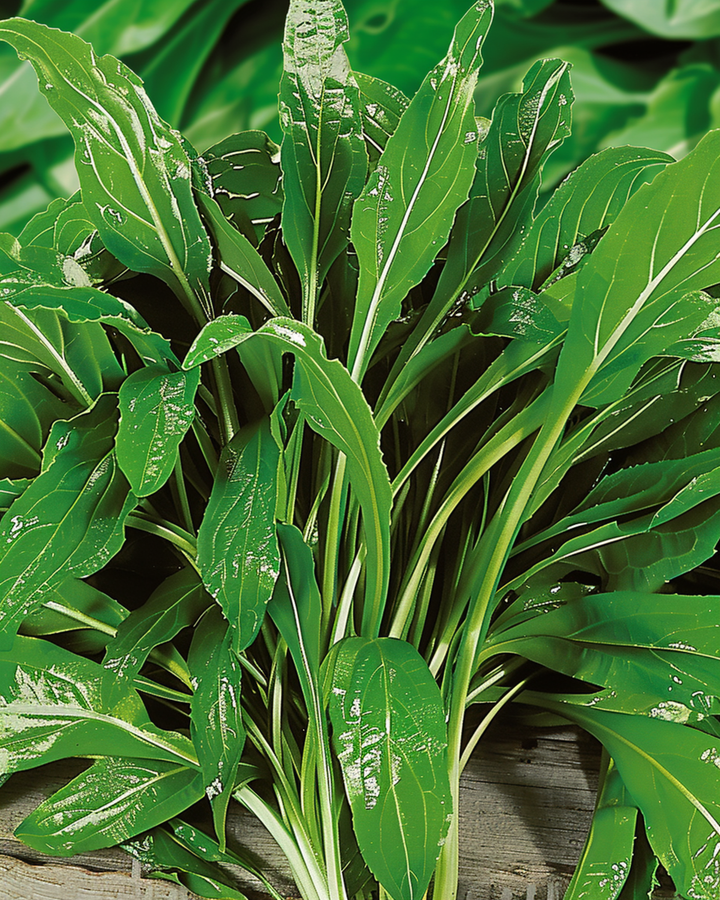 Krähenfußwegerich Samen (Plantago coronopus) – Kräuter