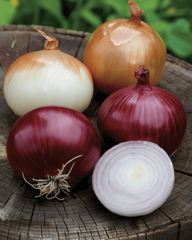 Zwiebelsamen Allium Cepa zweijährige Mischung Tris di Cipolle
