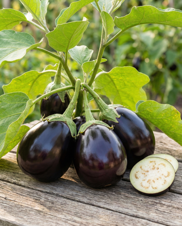 Eggplant Black Beauty (Solanum melongena) – vegetable seeds from SeedsChoice