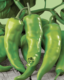 Friggitello-Paprikasamen Capsicum Annuum frühe Sorte
