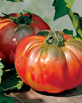 Tomatensamen Pantano Solanum Lycopersicum einjährige Sorte