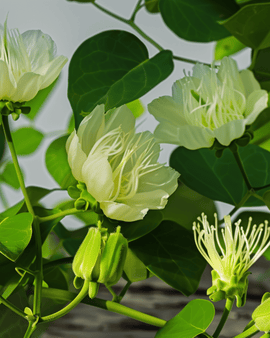 Kapern Samen Capparis Spinosa mehrjähriges Kraut