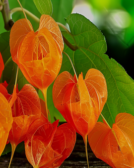Chinese Lantern Seeds Physalis Franchetii Perennial Flower