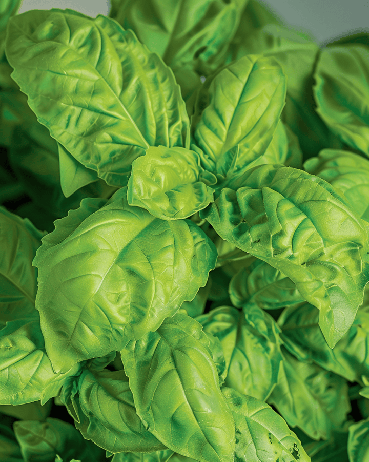 Basil A Foglie Di Lattuga Samen (Ocimum basilicum) – einjähriges Kraut
