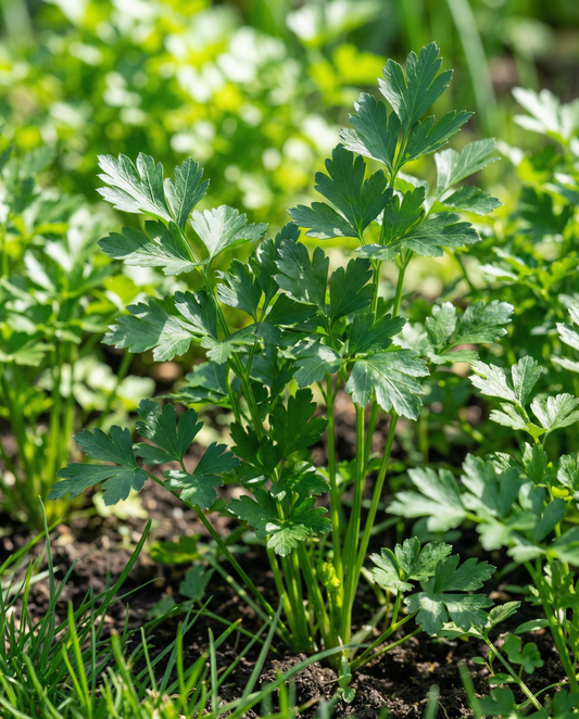 Parsley Giant Of Naples (Petroselinum crispum) – biennial herb seeds from SeedsChoice