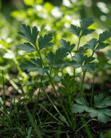 Petersilie (Petroselinum crispum) – zweijährige Kräutersamen von SeedsChoice