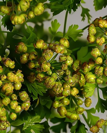 Coriander seeds (Coriandrum sativum) – annual herb