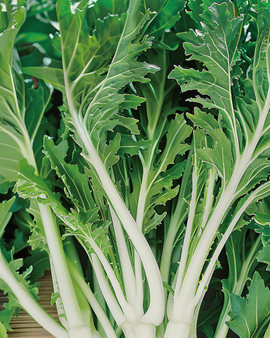 Mizunasamen Brassica Rapa Blattgemüse