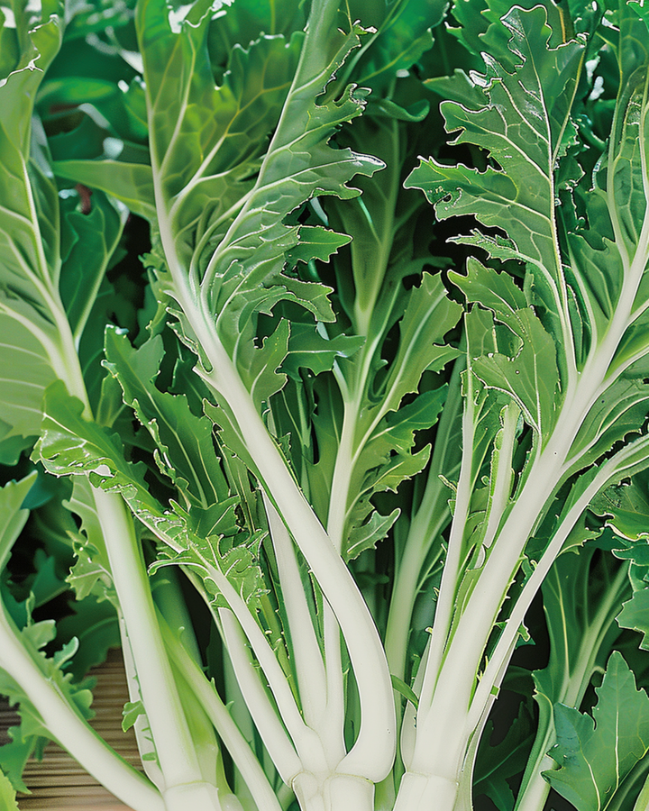 Mizuna Leafy Samen (Brassica rapa) – Gemüse