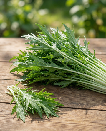 Mizuna Leafy (Brassica rapa) – vegetable seeds from SeedsChoice