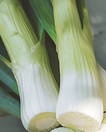 Leek Winter Tornado seeds (Allium porrum) – vegetable