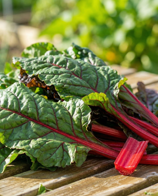 Rhubarb Chard Early Red Stems (Beta vulgaris) – vegetable seeds from SeedsChoice