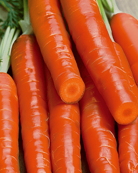 Carrot Nantes Seeds Daucus Carota Annual Variety Nantes 2