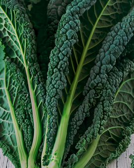 Palmkohlsamen Nero di Toscana Brassica Oleracea einjährige Sorte