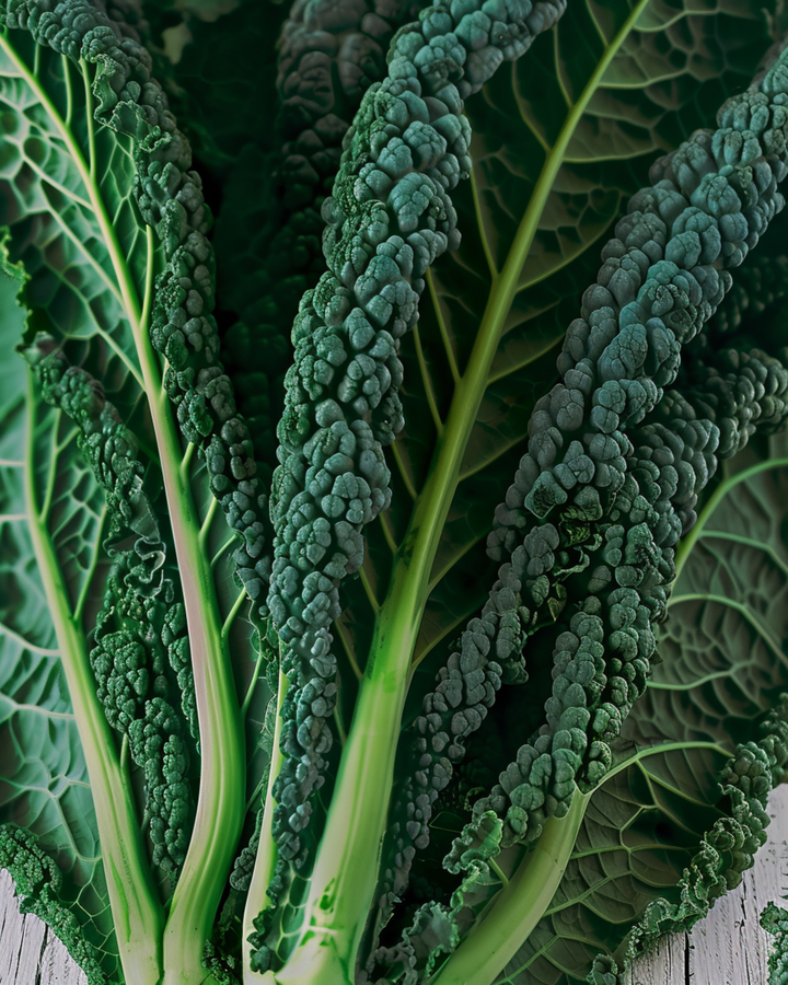 Grünkohl Nero Di Toscana Samen (Brassica oleracea) – einjähriges Gemüse
