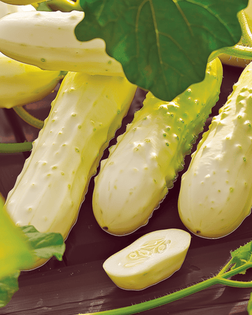 Gurke White Wonder Samen (Cucumis sativus) – einjähriges Gemüse