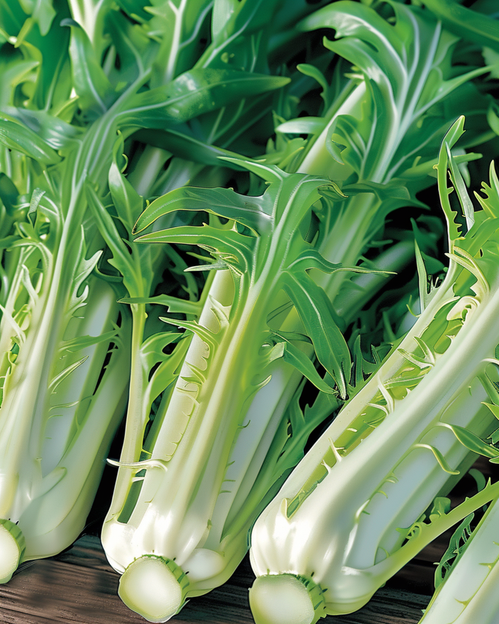 Leaf Chicory Puntarelle Brindisina Catalogna seeds (Cichorium intybus) – annual vegetable