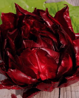 Leaf Chicory Seeds Orchidea Rossa Cichorium Intybus Red Leaf Variety