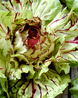 Castelfranco Chicory Seeds Cichorium Intybus Variegata Late Variety