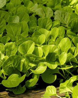 Blattzichoriensamen Zuccherina di Trieste Cichorium Intybus einjährig