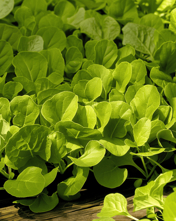 Blattzichorie Zuccherina Di Trieste Samen (Cichorium intybus) – einjähriges Gemüse