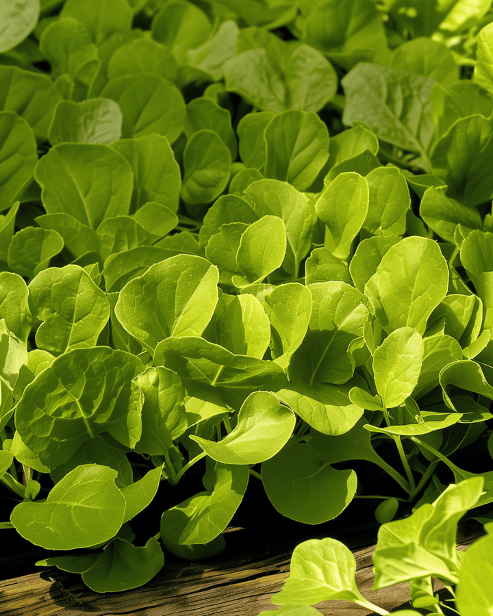 Blattzichorie Zuccherina Di Trieste Samen (Cichorium intybus) – einjähriges Gemüse