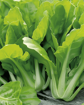 Chicory Seeds Cichorium Intybus Annual Cut And Come Again Variety