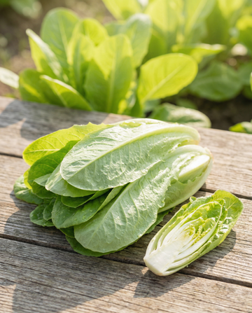 Chicory Cut And Come Again (Cichorium intybus) – einjährige Gemüsesamen von SeedsChoice