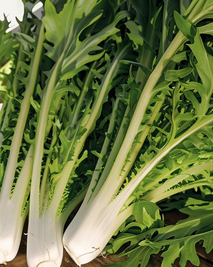 Leaf Chicory Catalogna Pugliese seeds (Cichorium intybus) – vegetable