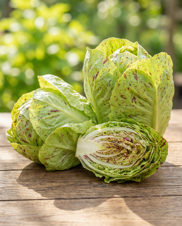 Blattzichorie Variegata Di Lusia (Cichorium intybus) – einjährige Gemüsesamen von SeedsChoice