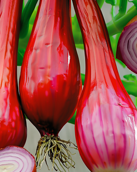 Zwiebelsamen Lange Rote aus Florenz Allium Cepa einjährig