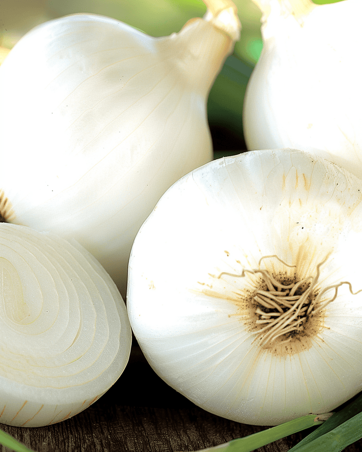 Zwiebel Tonda Musona Mittelfrüh Samen (Allium cepa) – Gemüse
