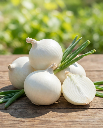 Zwiebel Tonda Musona Mittelfrüh (Allium cepa) – Gemüsesamen von SeedsChoice