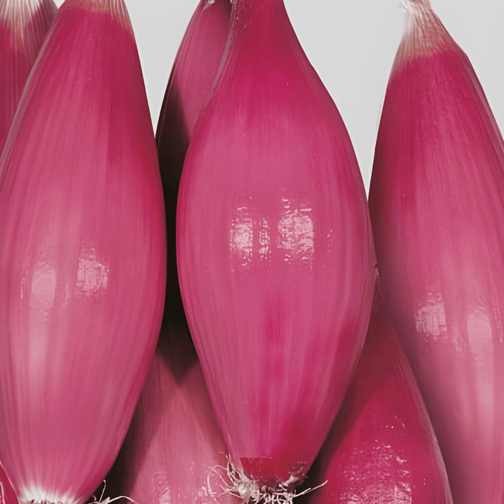 Zwiebel Tropea Rossa Lunga Mittelfrühzeitig Samen (Allium cepa) – Gemüse