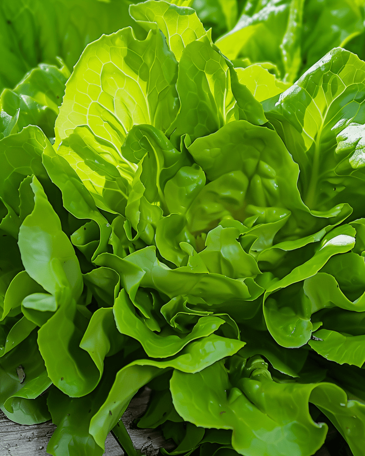 Lettuce Catalogna Canary Tongue Fast Growing seeds (Lactuca sativa) – vegetable